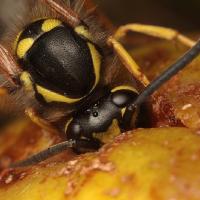 2009 (8) AUGUST Wasp eating a windfall pear 